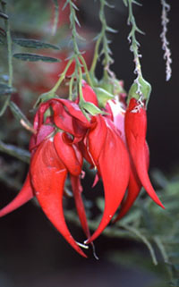 Kaka Beak Plant