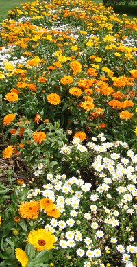 Flower community - simply nothing lives alone