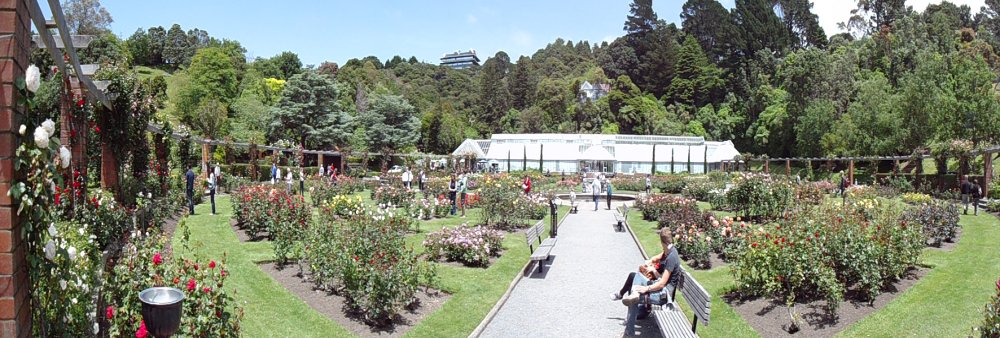 Wellington botanic rose gardens