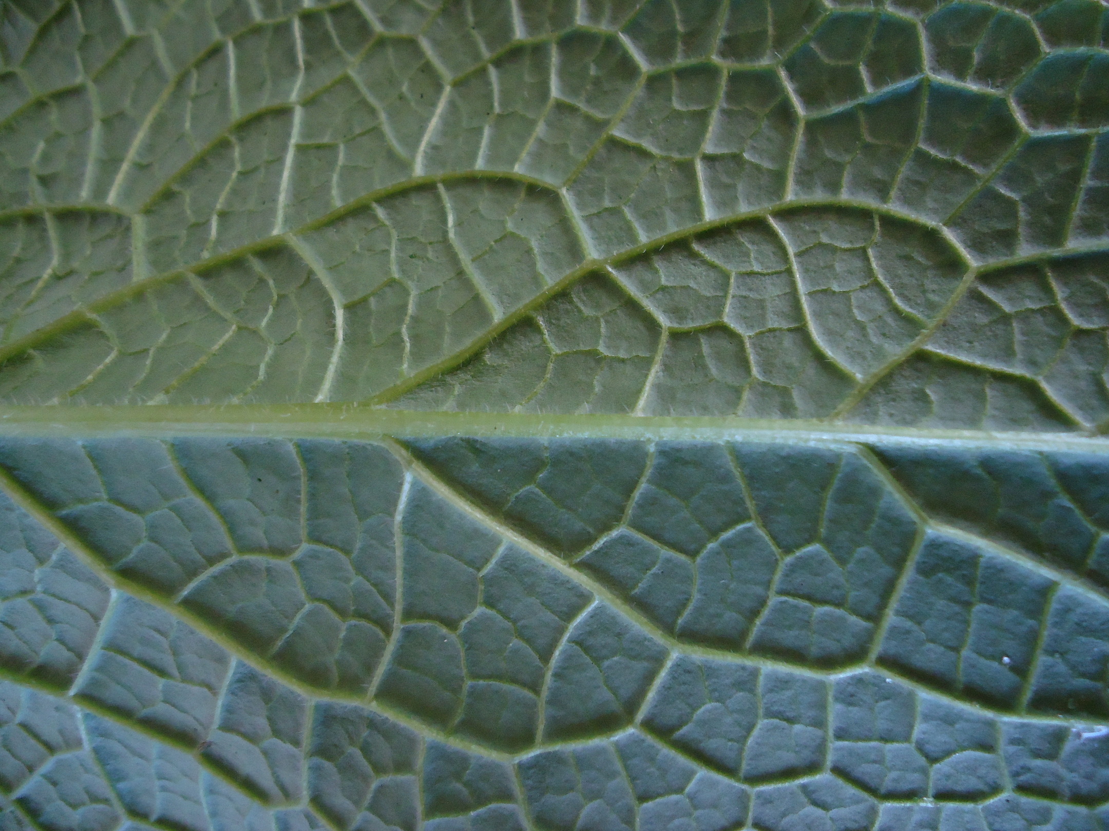 Comfrey leaf